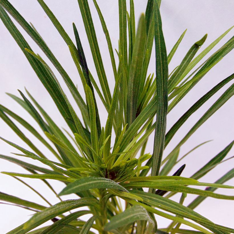 Liatris spicata (Foliage)