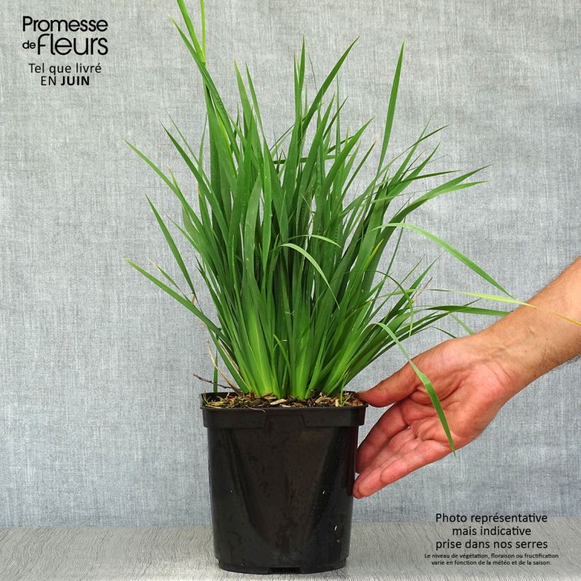 Libertia sessiliflora Caerulescens 2L/3L pot sample as delivered in summer