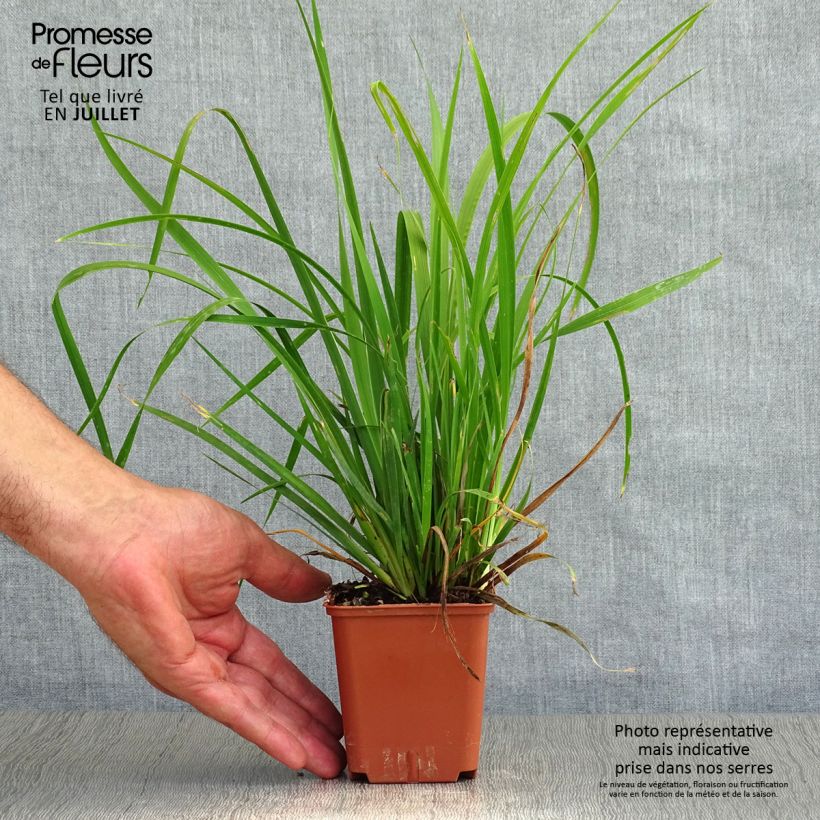 Libertia grandiflora 8/9 cm pot sample as delivered in summer