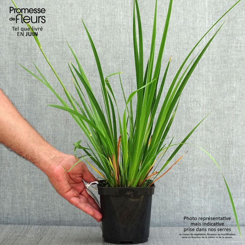 Libertia grandiflora 2L/3L pot sample as delivered in summer
