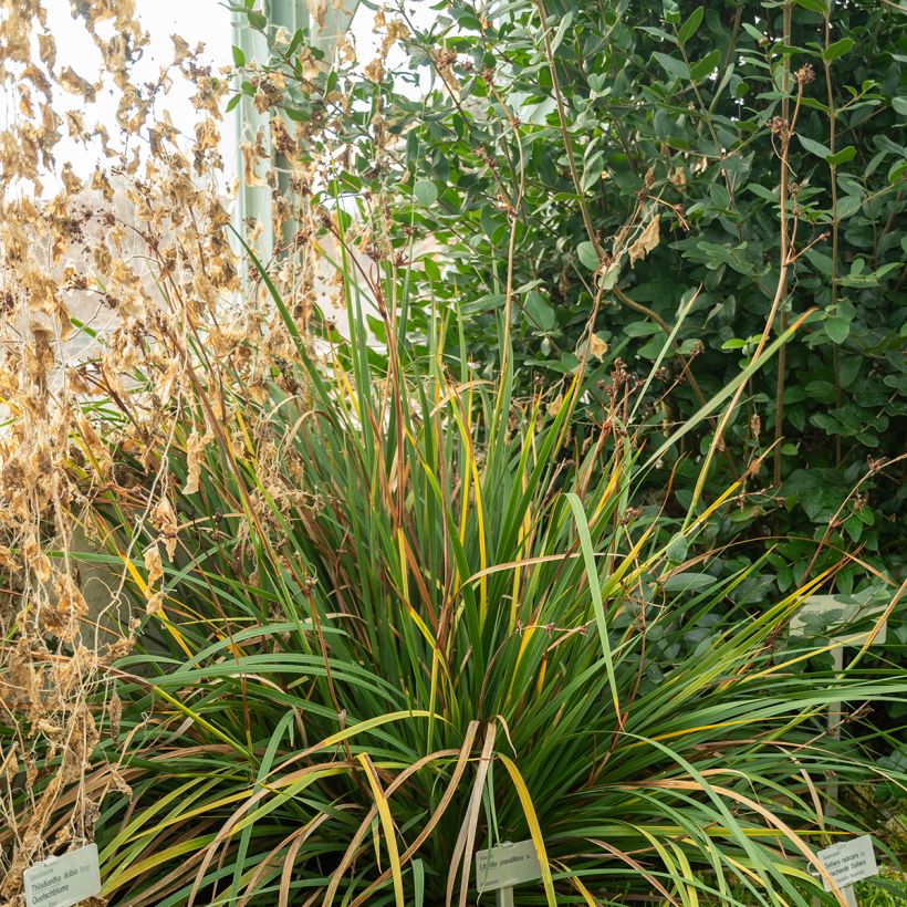 Libertia grandiflora (Plant habit)