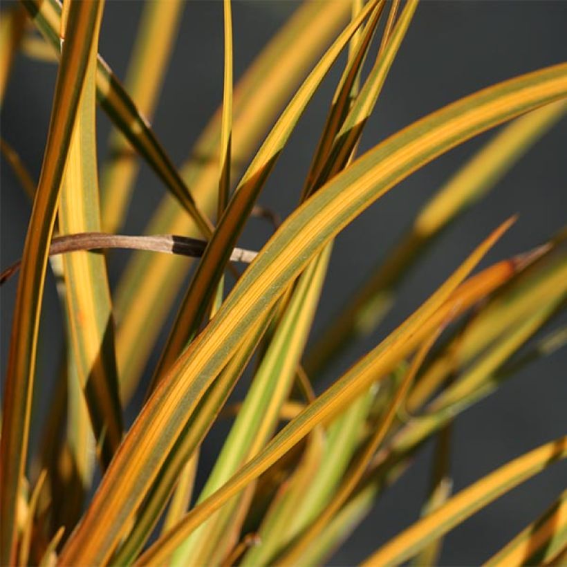 Libertia ixioides Goldfinger (Foliage)