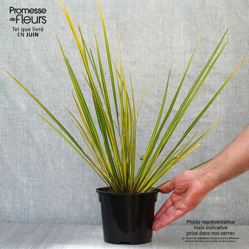 Libertia ixioides Goldfinger 2L/3L pot sample as delivered in summer
