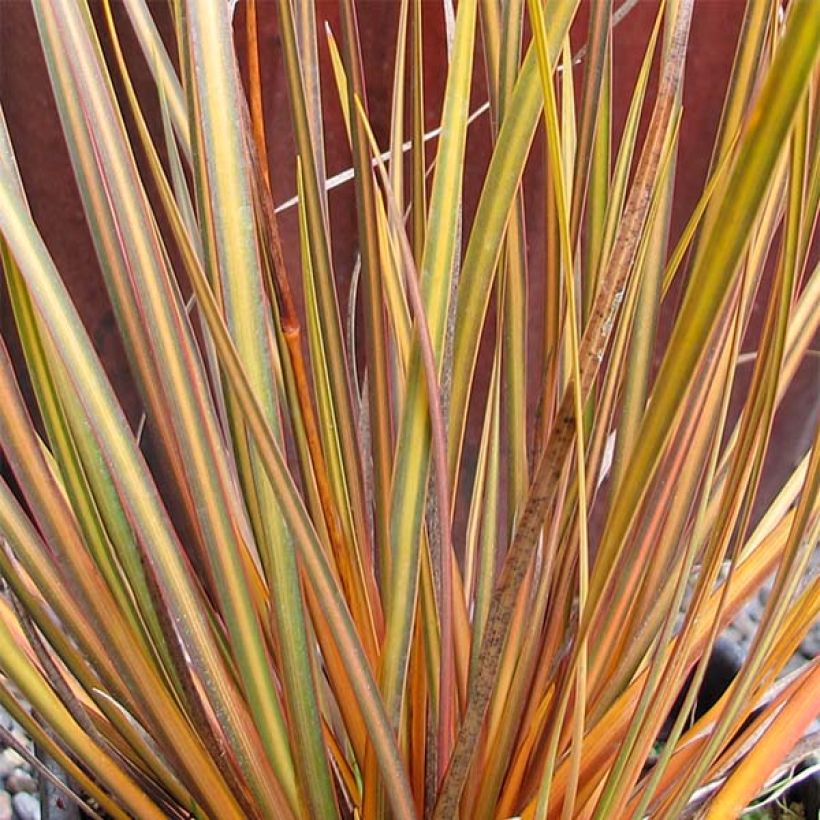 Libertia ixioides Taupo Blaze (Foliage)