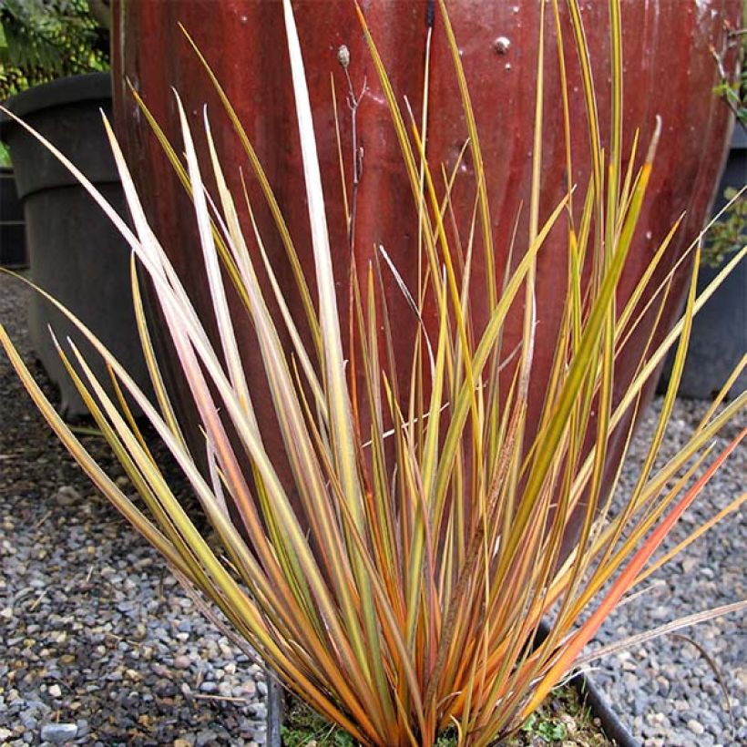 Libertia ixioides Taupo Blaze (Plant habit)