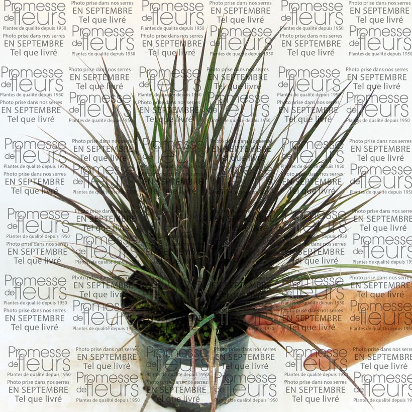 Example of Libertia ixioides Taupo Blaze 2L/3L pot specimen as delivered