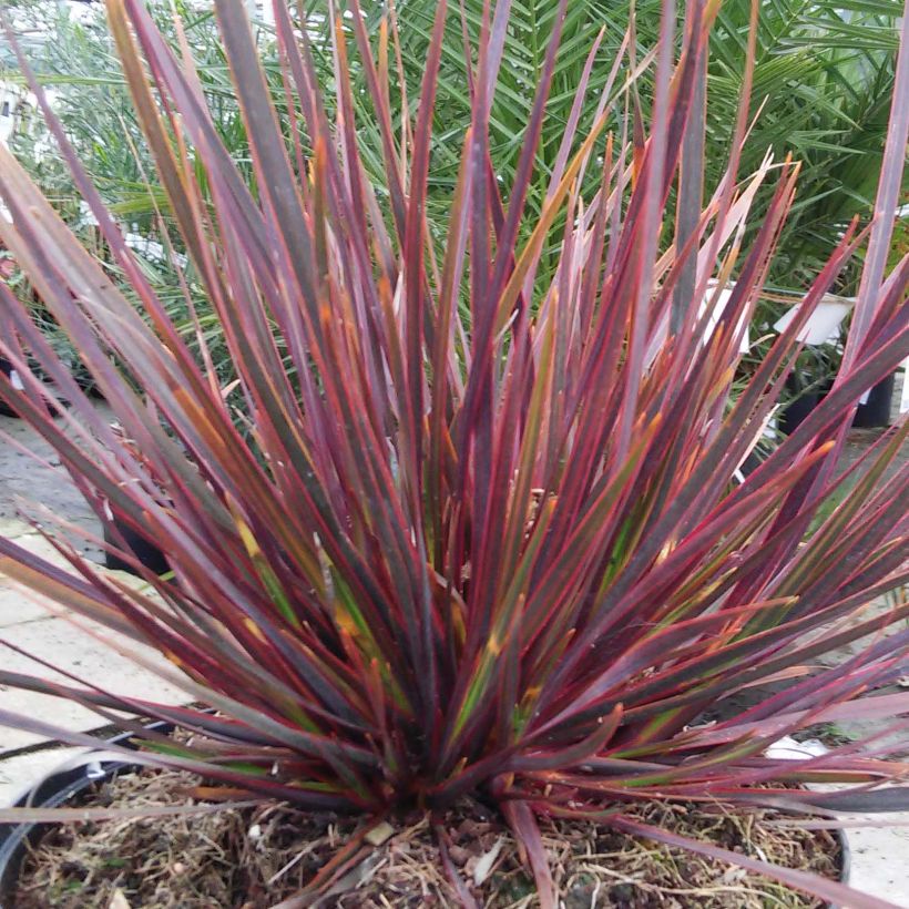 Libertia ixioides Taupo Sunset (Foliage)