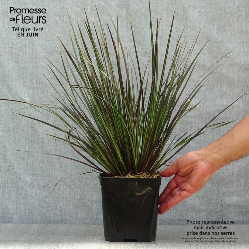 Libertia ixioides Taupo Sunset 2L/3L pot sample as delivered in summer