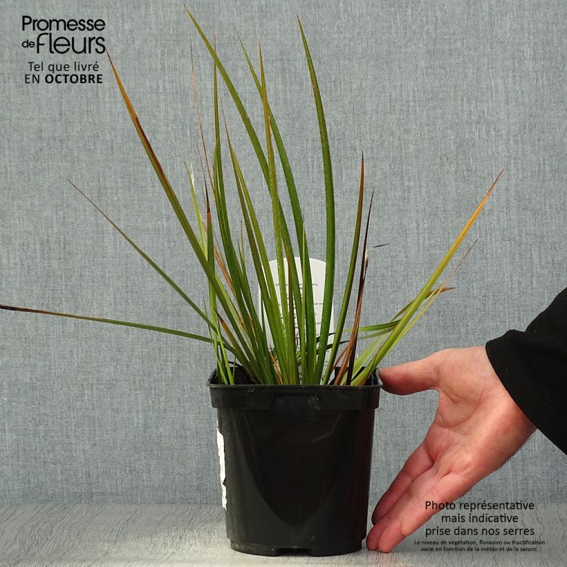 Libertia peregrinans 2L/3L pot sample as delivered in autumn
