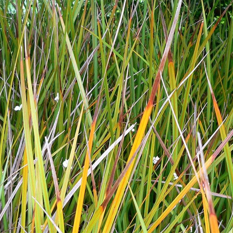 Libertia peregrinans (Foliage)