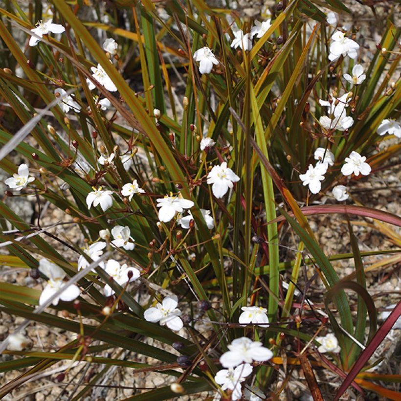 Libertia peregrinans (Flowering)