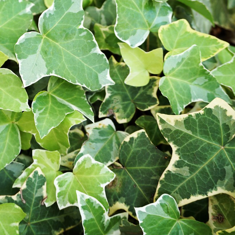 Hedera helix Eva - Common Ivy (Foliage)