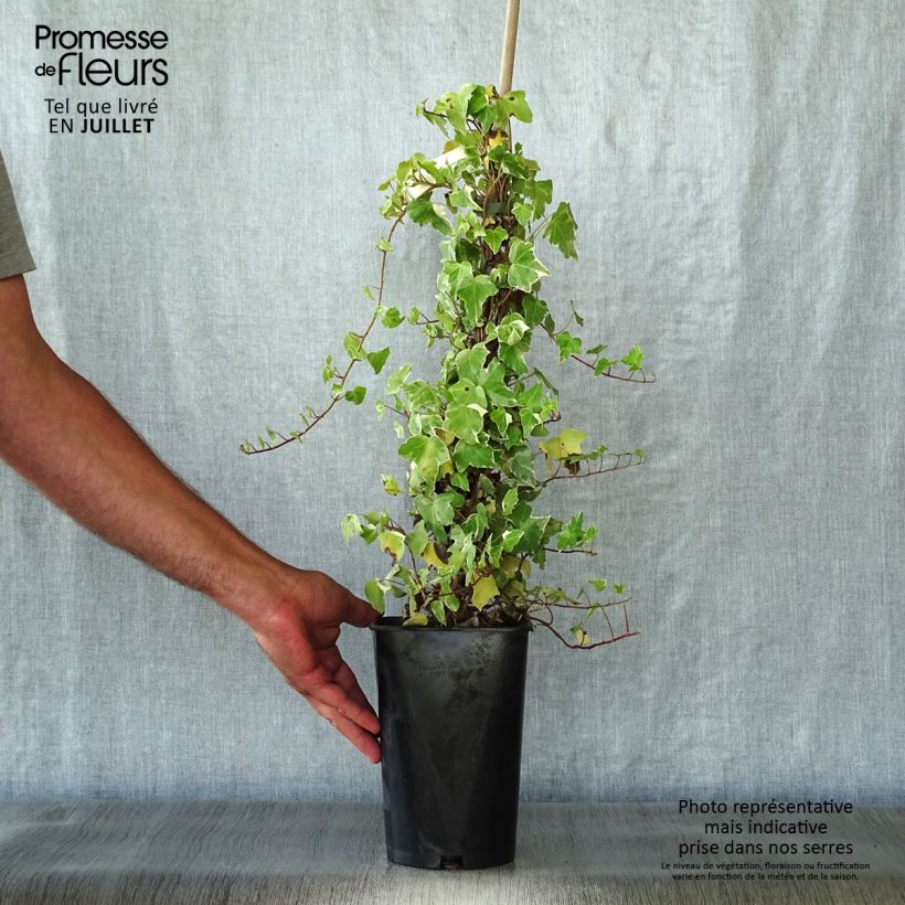 Hedera helix Glacier - Common Ivy 2L/3L pot sample as delivered in summer