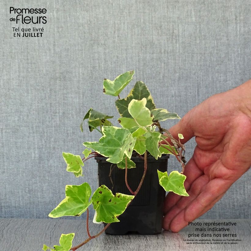 Hedera helix Goldchild - Common Ivy 8/9 cm pot sample as delivered in summer