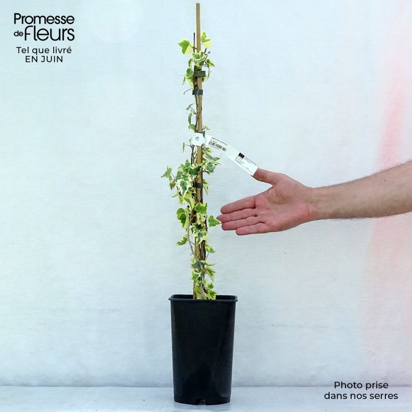 Hedera helix Goldchild - Common Ivy 1.5L/2L pot sample as delivered in summer