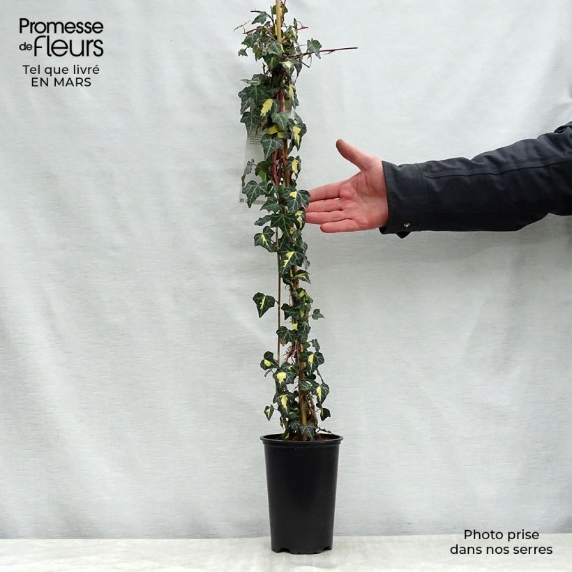 Hedera helix Goldheart - Common Ivy 1.5L/2L pot sample as delivered in spring