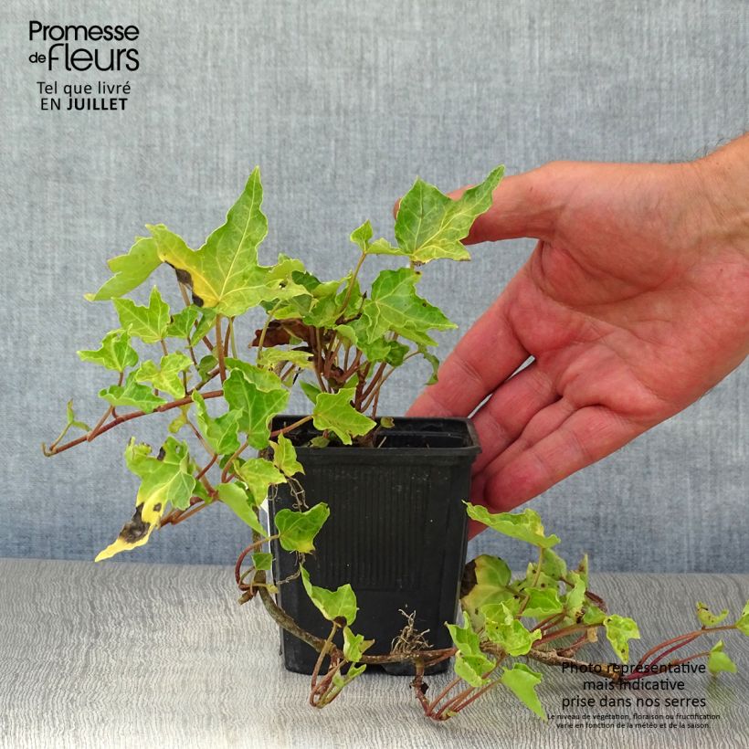 Hedera helix Ivalace - Common Ivy 8/9 cm pot sample as delivered in summer