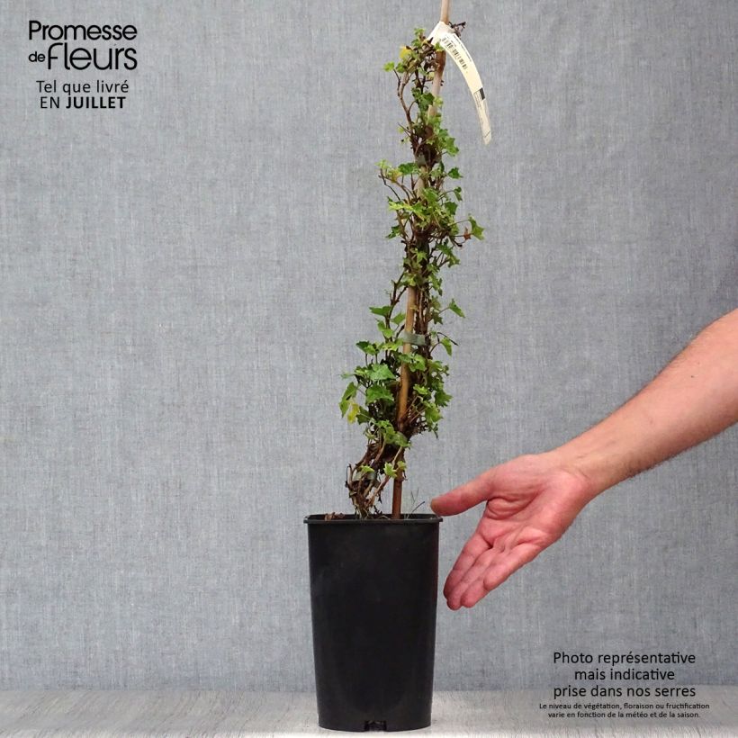 Hedera helix Ivalace - Common Ivy 2L/3L pot sample as delivered in summer