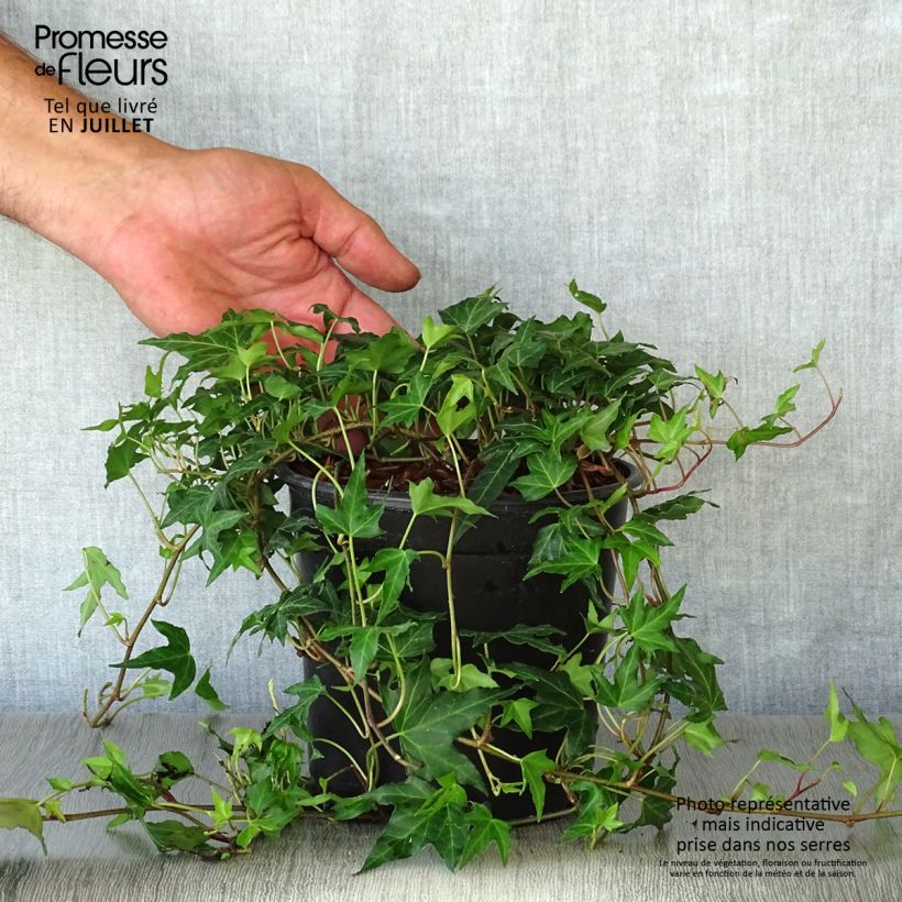 Hedera helix Needlepoint - Common Ivy 2L/3L pot sample as delivered in summer