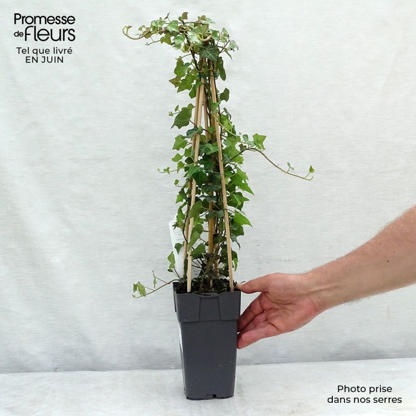 Hedera helix - Common Ivy 2L/3L pot sample as delivered in summer