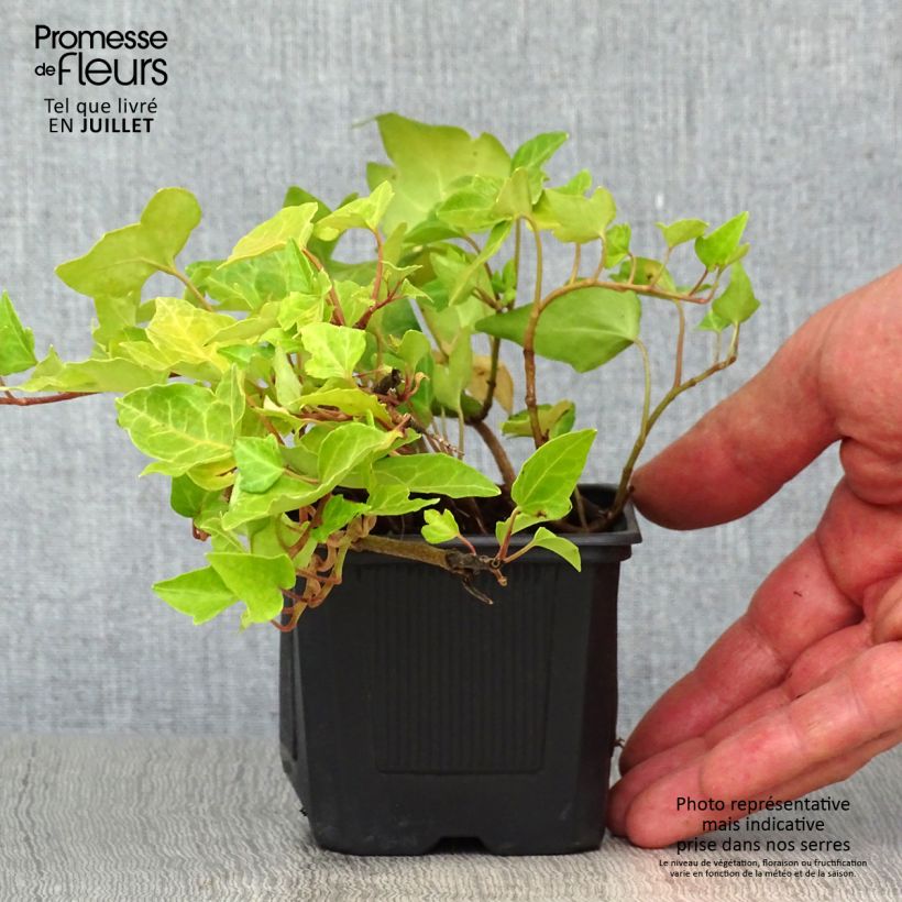 Hedera helix - Common Ivy 8/9 cm pot sample as delivered in summer