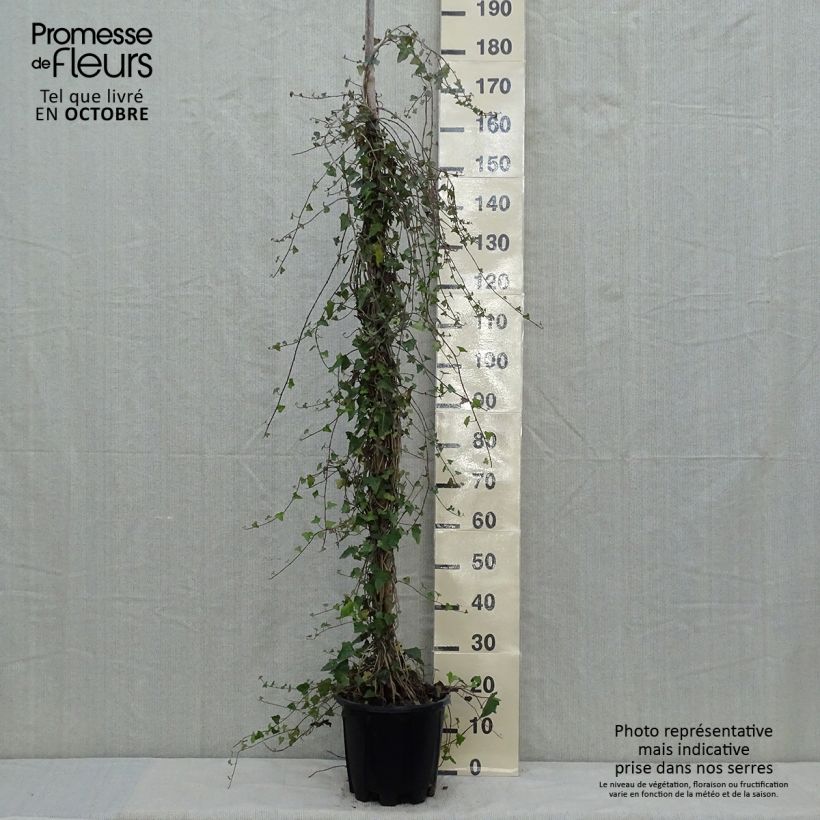 Hedera helix - Common Ivy 4L/5L pot sample as delivered in autumn