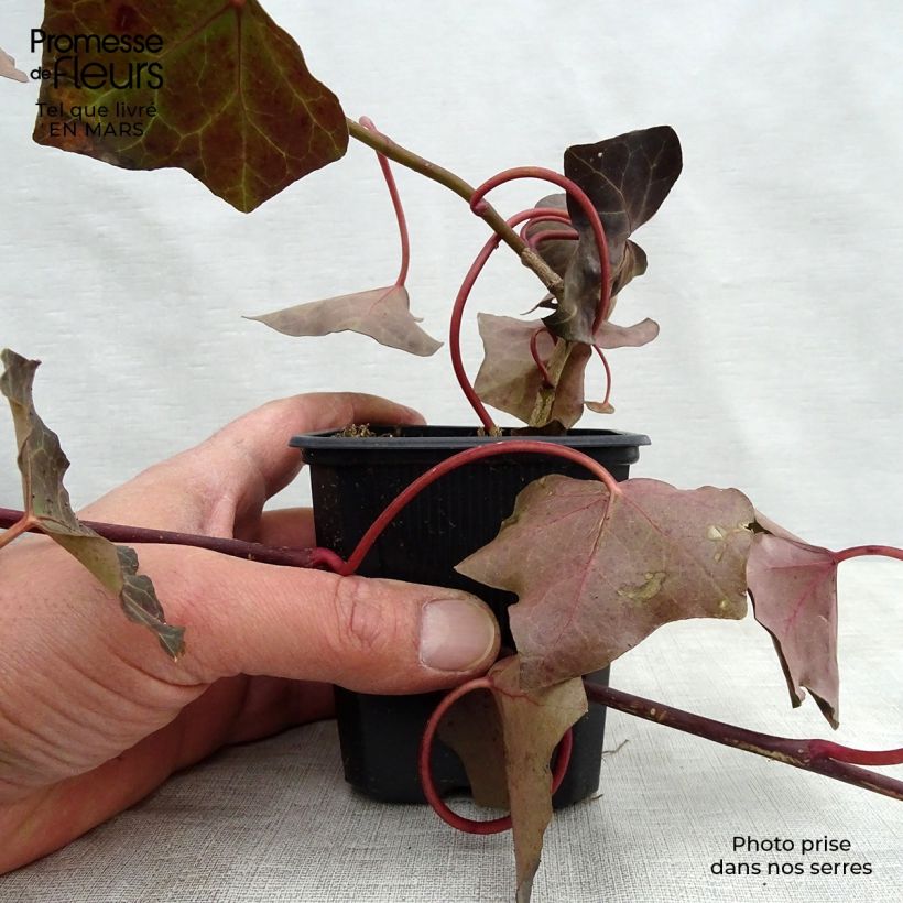Hedera hibernica - Irish ivy sample as delivered in spring