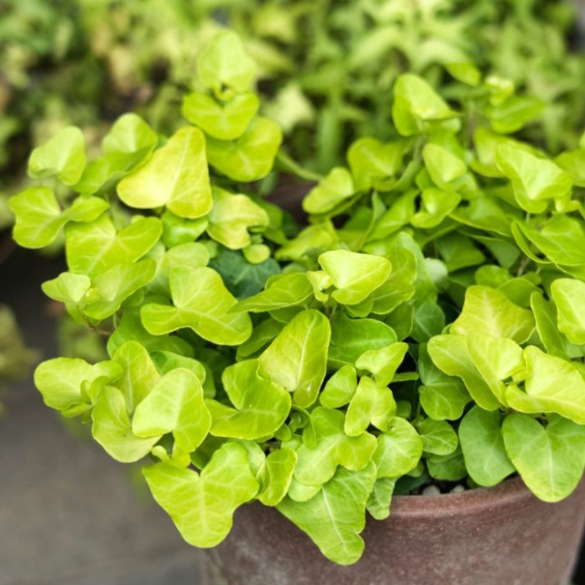 Hedera helix Jake - Common Ivy (Plant habit)