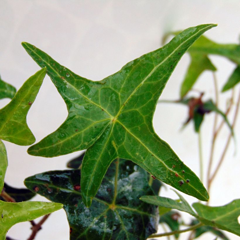 Hedera helix Sagittifolia - Common Ivy (Foliage)