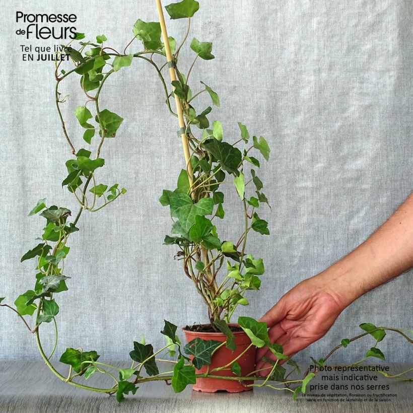 Hedera hibernica - Irish ivy 8/9 cm pot sample as delivered in summer