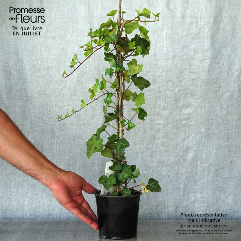 Hedera hibernica - Irish ivy 1L/1.5L pot sample as delivered in summer
