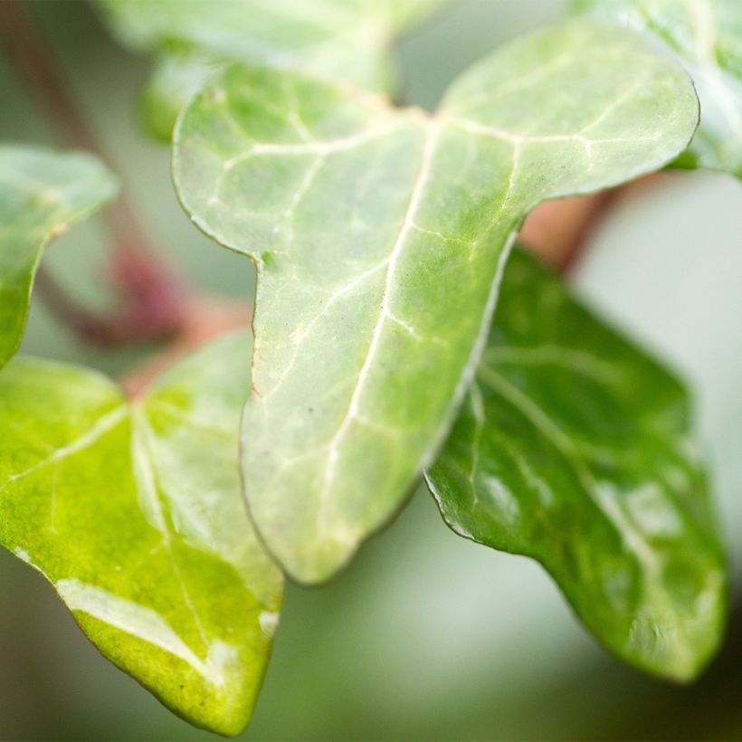 Hedera helix Jake - Common Ivy (Foliage)