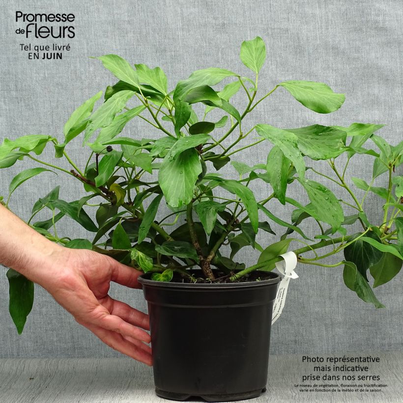 Hedera colchica Arborescens - Persian Ivy 2L/3L pot sample as delivered in summer