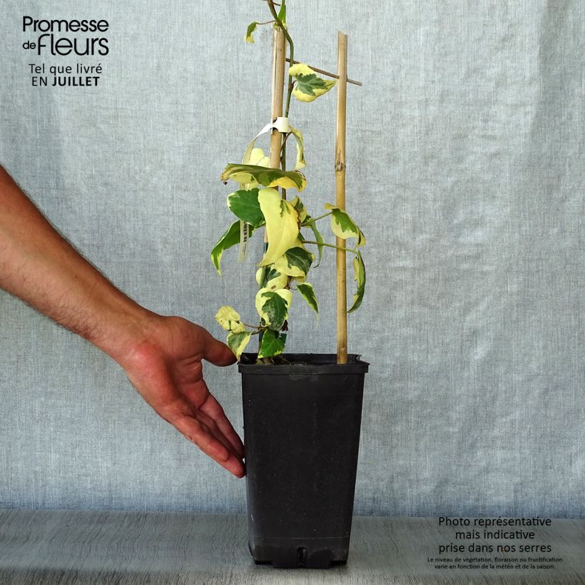 Hedera colchica Dentata Variegata - Persian Ivy 2L/3L pot sample as delivered in summer