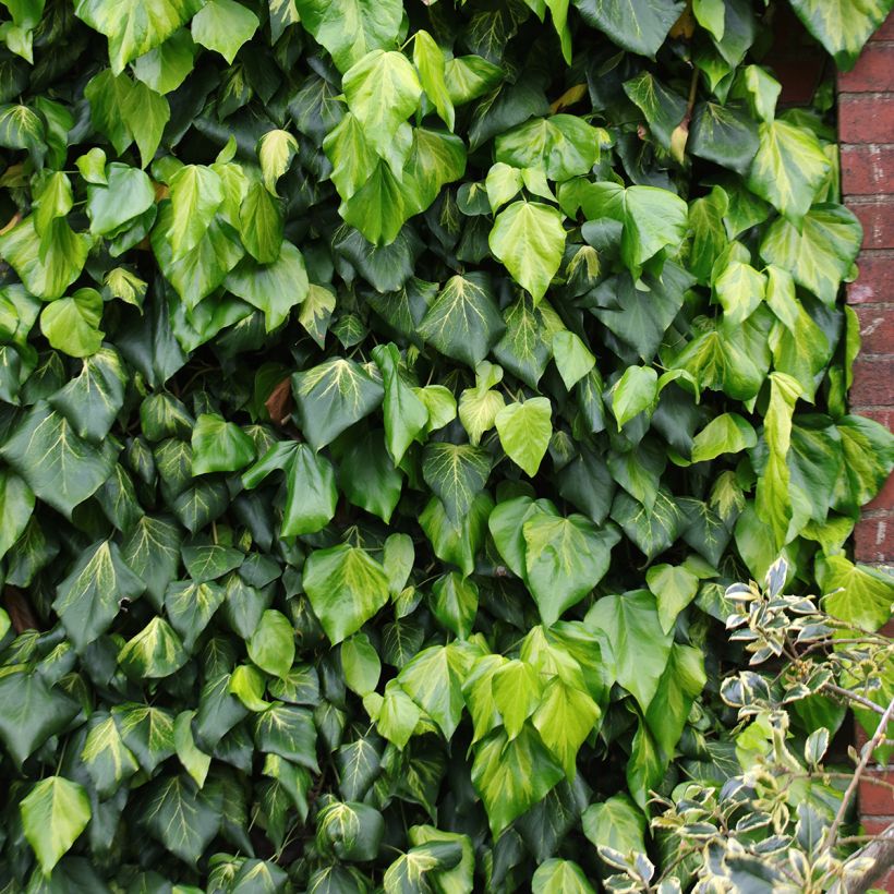 Hedera colchica 'Sulphur Heart' (Plant habit)