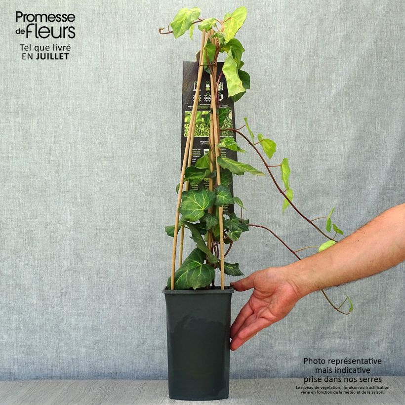 Hedera colchica 'Sulphur Heart' 1.5L/2L pot sample as delivered in summer