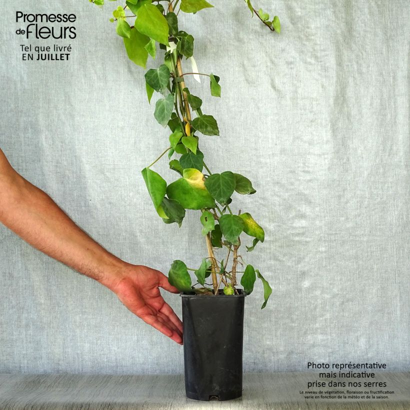 Hedera colchica - Persian Ivy 2L/3L pot sample as delivered in summer