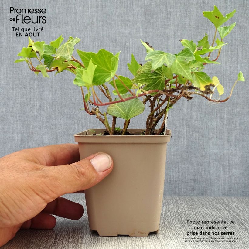 Hedera helix Green Ripple - Common Ivy 8/9 cm pot sample as delivered in summer