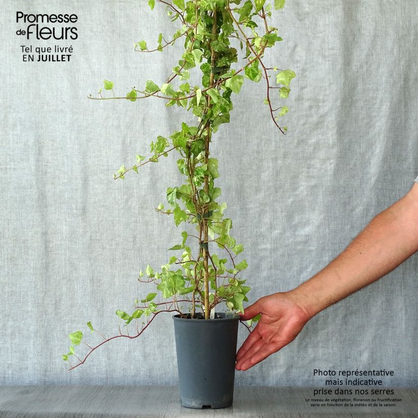 Hedera helix Kolibri - Common Ivy 2L/3L pot sample as delivered in summer
