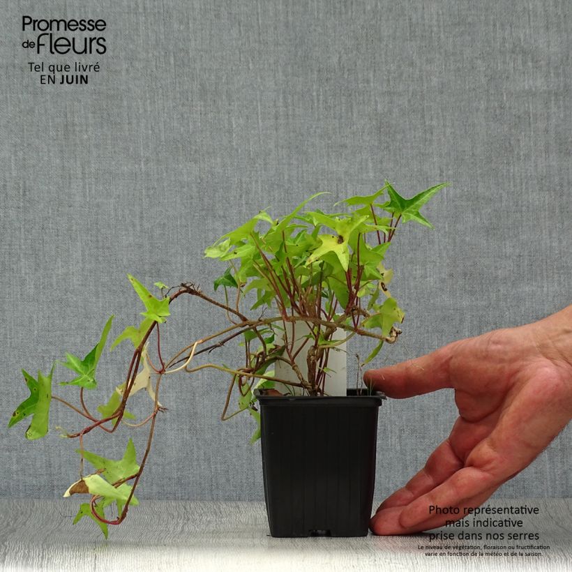 Hedera helix Sagittifolia - Common Ivy 8/9 cm pot sample as delivered in summer