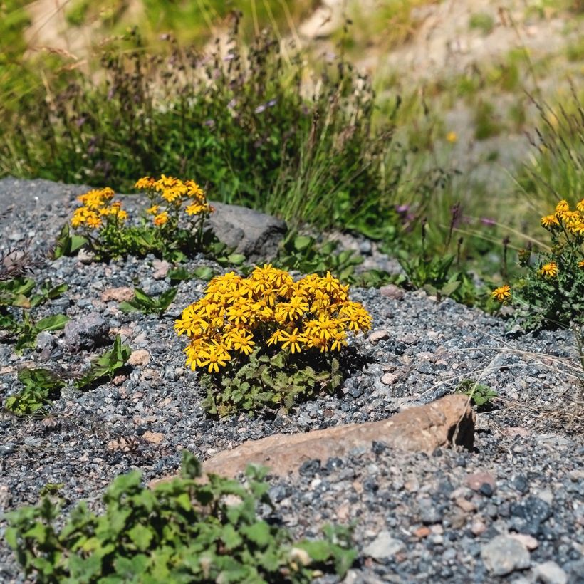 Ligularia dentata Desdemona - Leopard Plant (Plant habit)