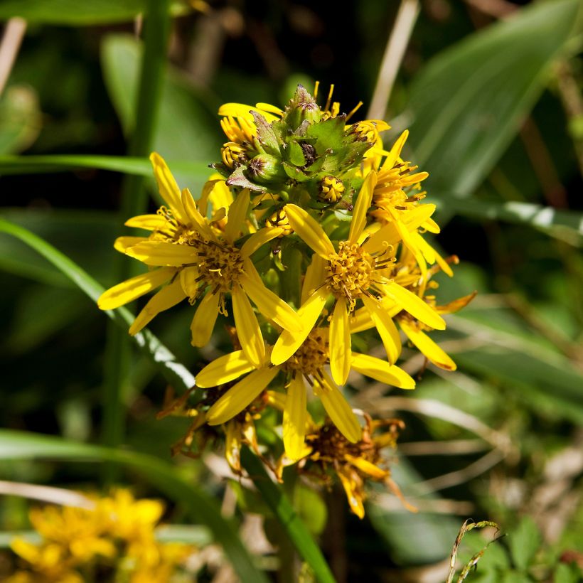 Ligularia fischeri - Leopard Plant (Flowering)