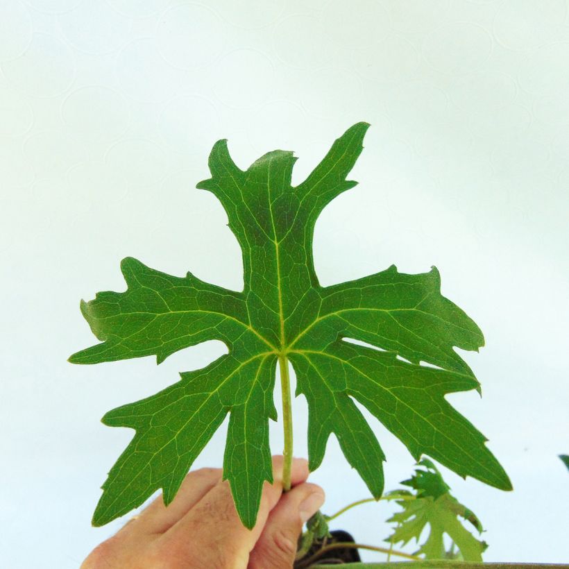 Ligularia przewalskii - Leopard Plant (Foliage)