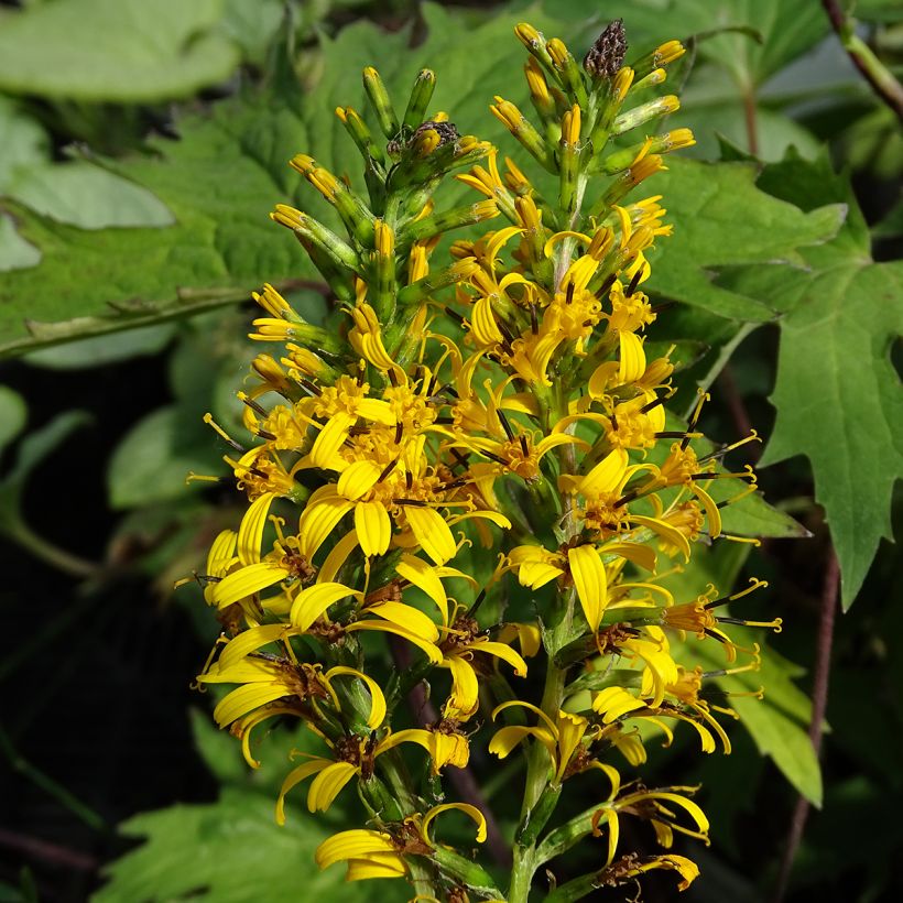 Ligularia przewalskii - Leopard Plant (Flowering)