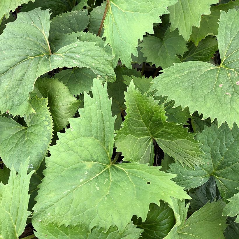 Ligularia stenocephala The Rocket - Leopard Plant (Foliage)