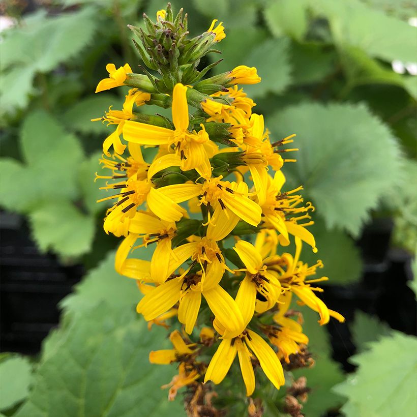 Ligularia stenocephala The Rocket - Leopard Plant (Flowering)