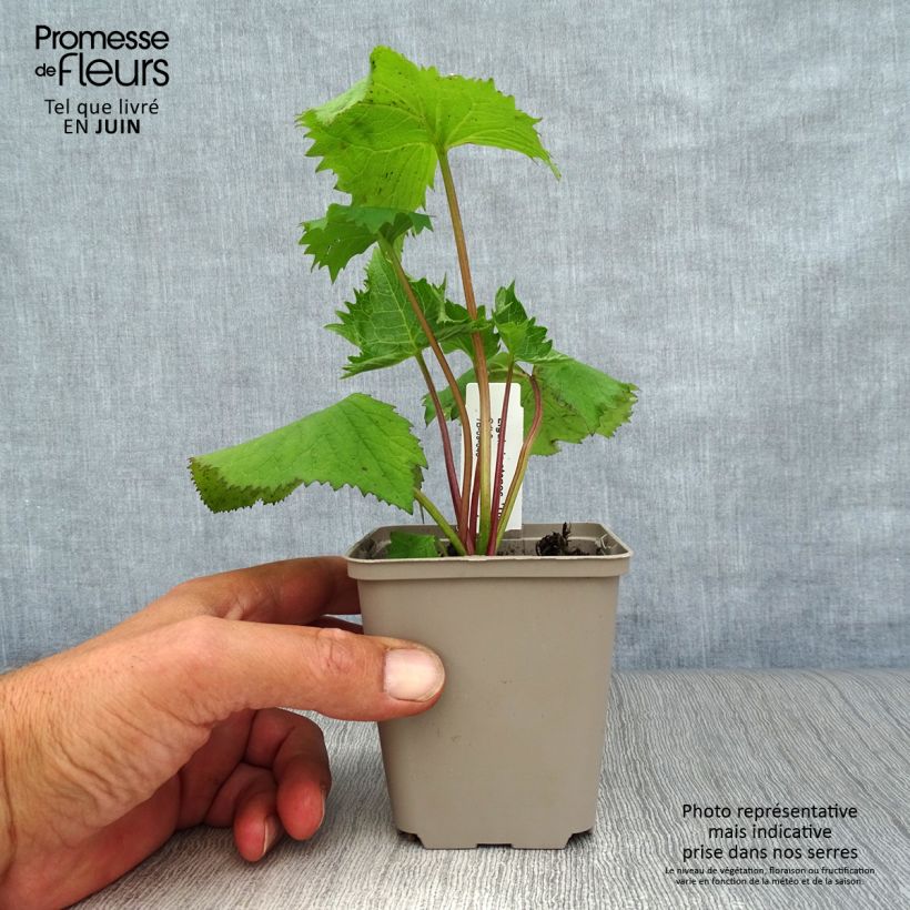 Ligularia stenocephala The Rocket - Leopard Plant 8/9 cm pot sample as delivered in summer