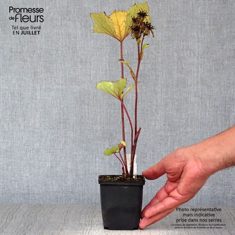 Ligularia hessei Lanternchern - Leopard Plant 8/9 cm pot sample as delivered in summer