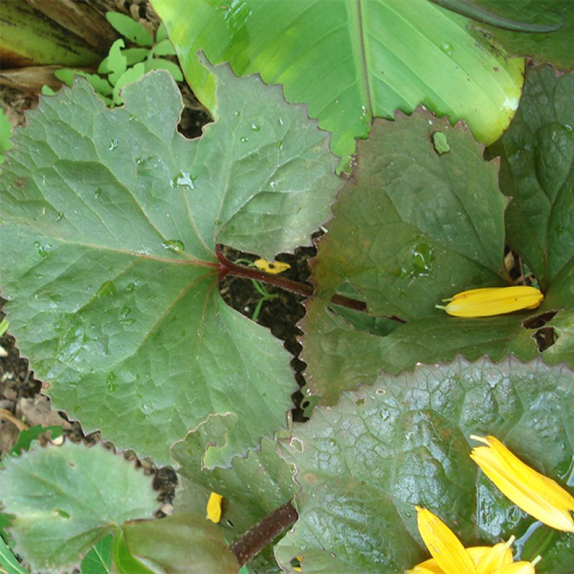 Ligularia Gregynog Gold - Leopard Plant (Foliage)