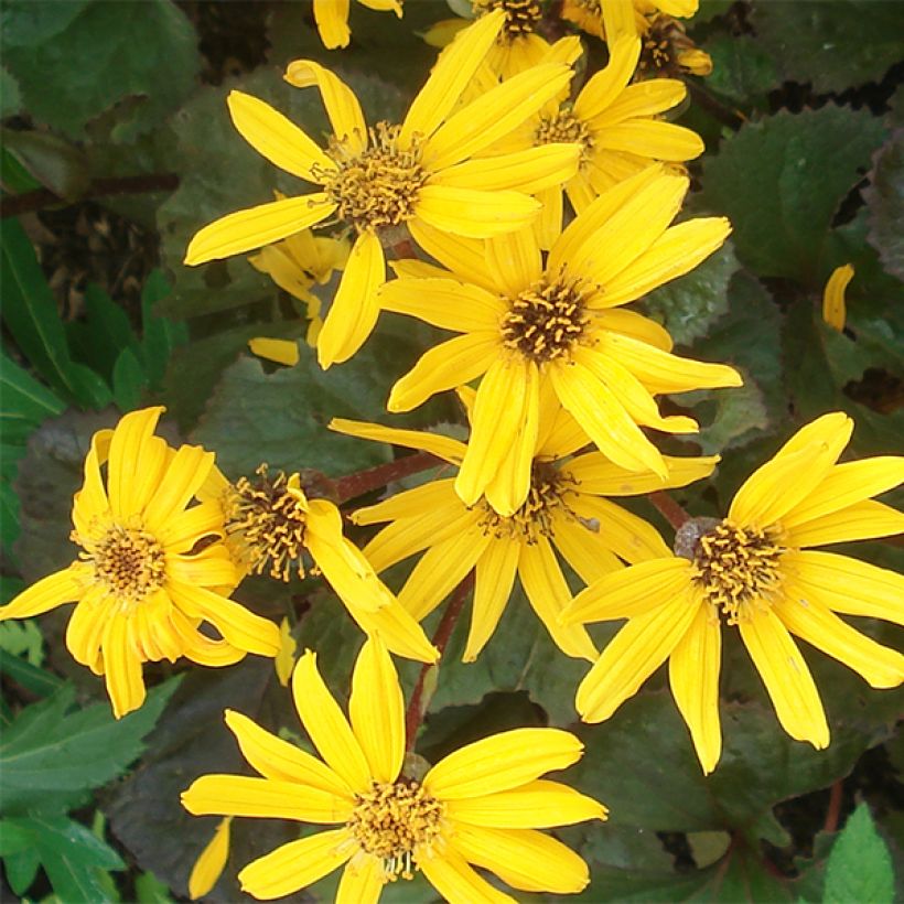 Ligularia Gregynog Gold - Leopard Plant (Flowering)